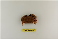 藏品(肉球皺蟹)的圖片